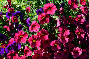 Pink,red and blue Petunia × hybrida flower