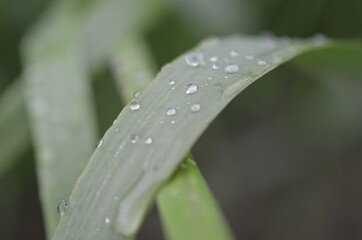 dew on grass