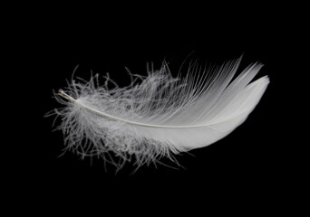 Single lightweight and soft feather isolated on black background.