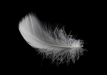 Single white feather isolated on black background.