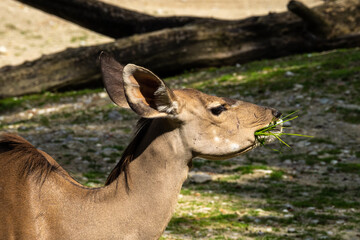The common eland, Taurotragus oryx is a savannah antelope