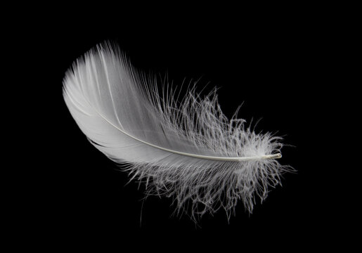Fototapeta Single white feather isolated on black background.