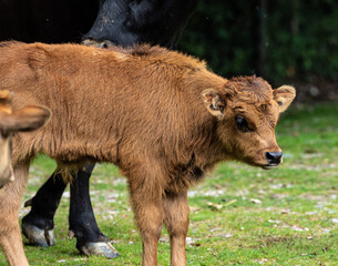 Fototapeta premium Baby Heck cattle, Bos primigenius taurus or aurochs in the zoo