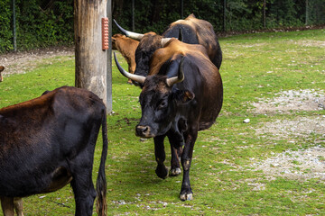 Heck cattle, Bos primigenius taurus or aurochs in the zoo