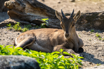 Male mountain ibex or capra ibex on a rock