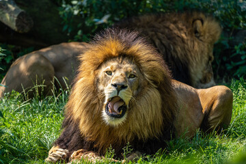The lion, Panthera leo is one of the four big cats in the genus Panthera
