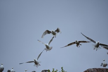 huge seagull flock taking flight on a bird mountain on the island of Senja, Norway, during mating season