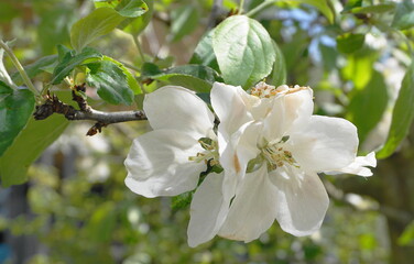 Beautiful and delicate apple flowers in the morning sun close up.  Apple blossom. Spring background.
