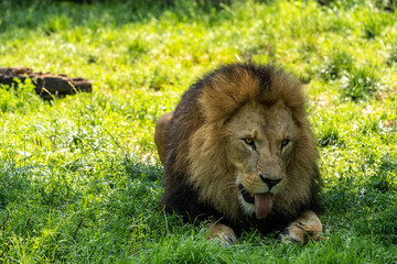 The lion, Panthera leo is one of the four big cats in the genus Panthera