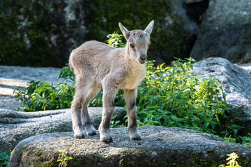 Young baby mountain ibex or capra ibex on a rock