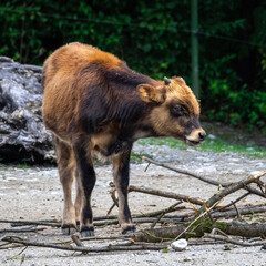 Heck cattle, Bos primigenius taurus or aurochs in the zoo