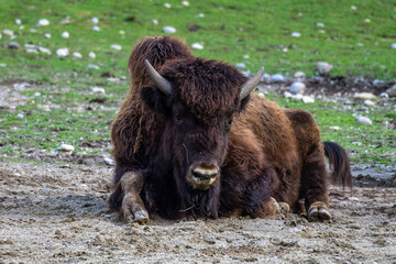 American buffalo known as bison, Bos bison in the zoo