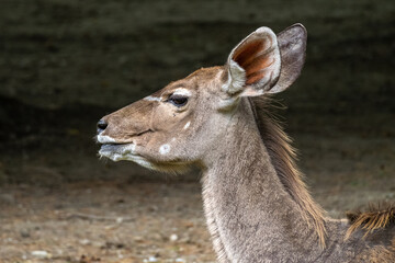 Naklejka na ściany i meble The common eland, Taurotragus oryx is a savannah antelope