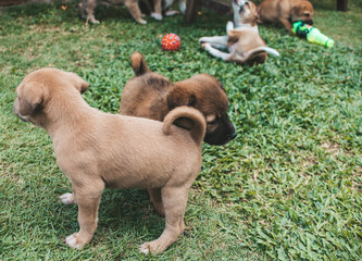 Healthy and mischievous puppies play with each other on the grass of a lawn or park. One month old...