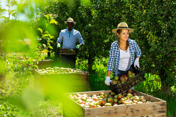 Young positive woman working in orchard, laying harvested pears in large wooden box for further transportation © JackF