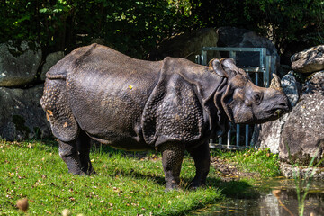 Fototapeta premium The Indian Rhinoceros, Rhinoceros unicornis aka Greater One-horned Rhinoceros