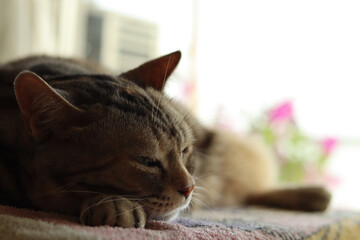 窓辺で眠そうな表情の猫アメリカンショートヘアシルバーパッチドタビー
A cat with a sleepy look on the windowsill.