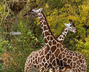 The giraffe, Giraffa camelopardalis is an African mammal