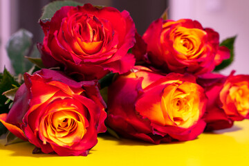 red roses close up, selective focus