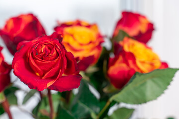 beautiful red and yellow roses close up