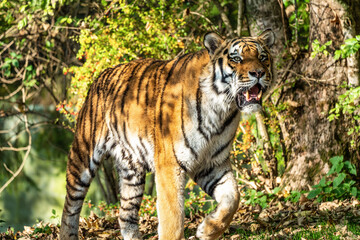 The Siberian tiger,Panthera tigris altaica in the zoo
