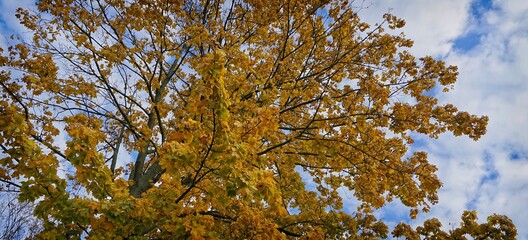 Baumkrone im Herbst