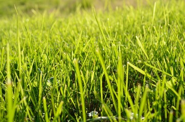 warm summer grass at sunset