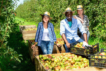 Portrait of happy positive smiling international team of farmers near boxes with harvested ripe pears in fruit garden on sunny day