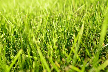 healthy green grass background