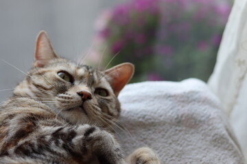 窓辺で寝転がって見つめる猫アメリカンショートヘアシルバーパッチドタビー
A cat lying on the windowsill.