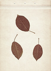 Leaves of apple. Vintage herbarium background on old paper. Composition of pressed and dried red leaves on a cardboard. Scanned image.