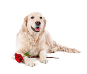 Cute dog with flower on white background. Valentine's Day celebration