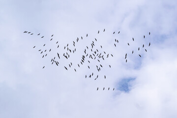 A flock of birds soaring in the cloudy sky.