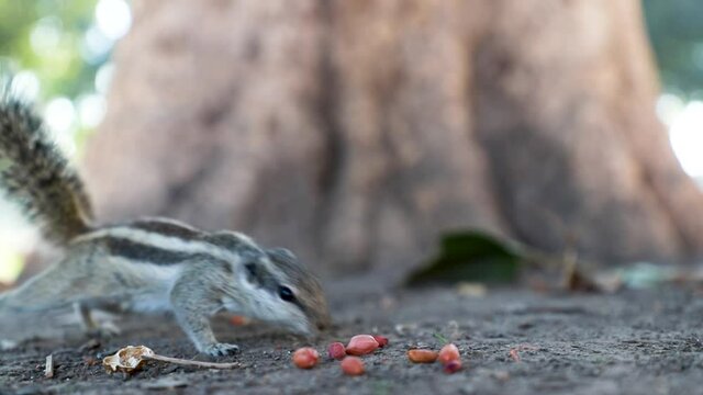 close up of a three stripped indian palm squirrel eating peanuts.