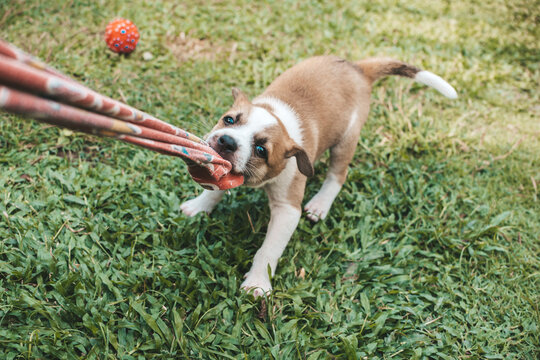 A one month puppy plays tug of war with an old piece of cloth. Playtime concept outdoors.