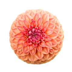 Deautiful flower of pink dahlia isolated on a white background