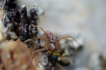 big spider on birch tree caught prey