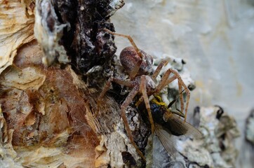 big spider on birch tree caught prey