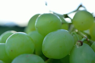 sweet green ripe grapes