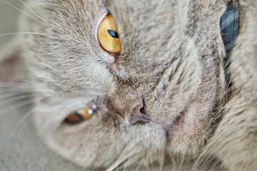 Naklejka na ściany i meble British gray cat lies on the couch, close-up
