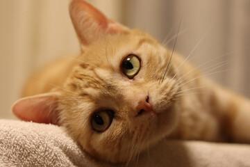 上目遣いで色っぽいポーズの猫アメリカンショートヘアレッドタビー
A cat staring with beautiful eyes.