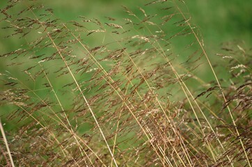 grass straws in the wind