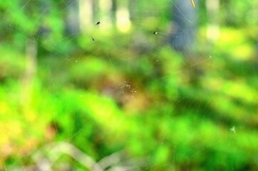 spiderweb with green forest background