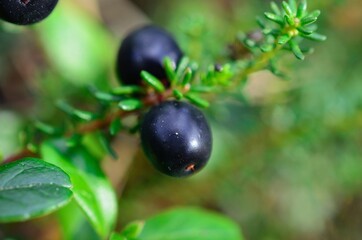 crowberry in summer forest