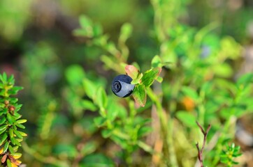 single blueberry in summer