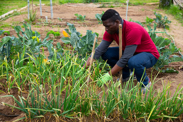 Naklejka na ściany i meble African American gardener working on green onion and garlic plantation in his vegetable garden in spring day