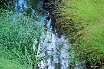 drainage ditch canal in forest