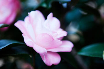 ピンク色の山茶花の花