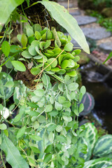 Ornamental plant in the garden