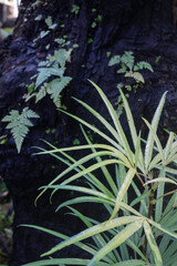 Ornamental plant in the garden
